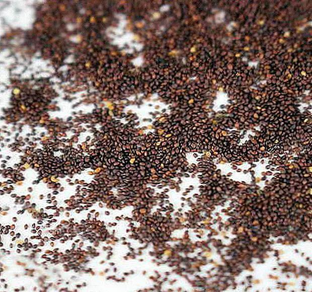 Семена душицы обыкновенной фото 1