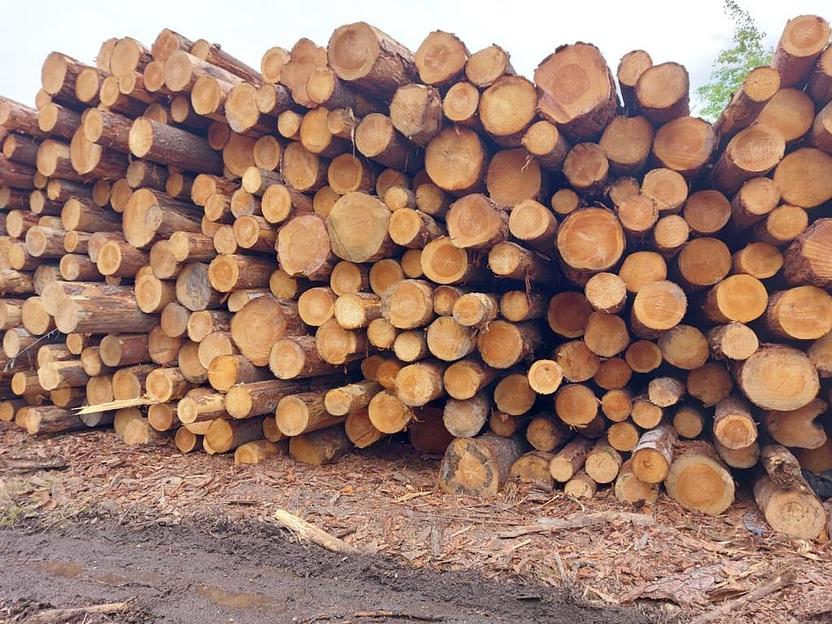 Лес-кругляк фото 1