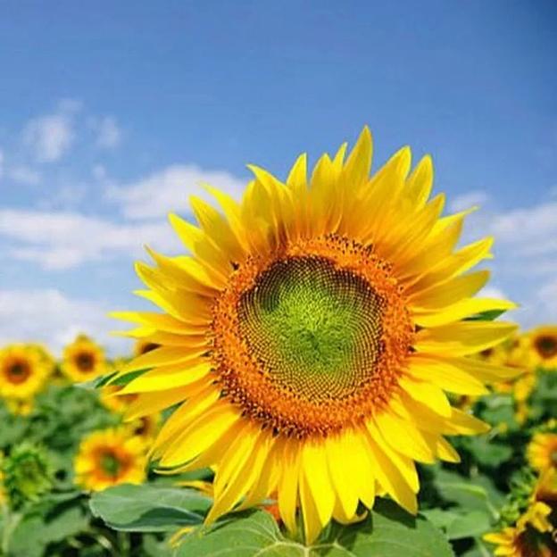 Семена подсолнечника гибрида LG 59580 SU-санэкспресс ОПТ фото 3