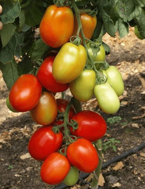 Семена томата детерминантного Seminis «Хай-колор 312» F1 опт фото 1