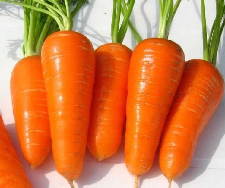 Семена моркови Ред Коред Шантане Sakata 1 кг ОПТ фото 1