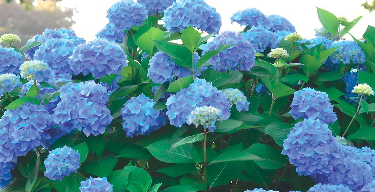 Гортензии крупнолистные «Endless Summer Original» опт фото 1