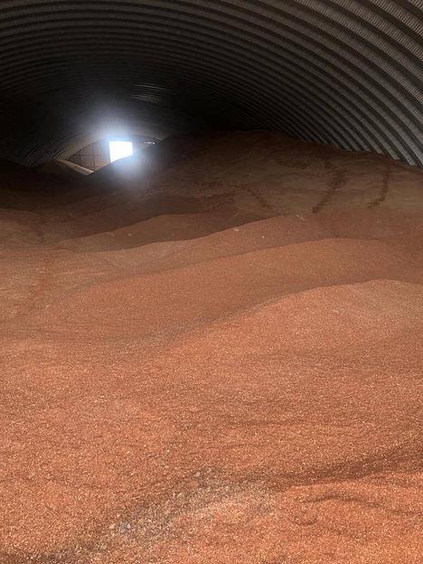 Семена льна ОПТ фото 2