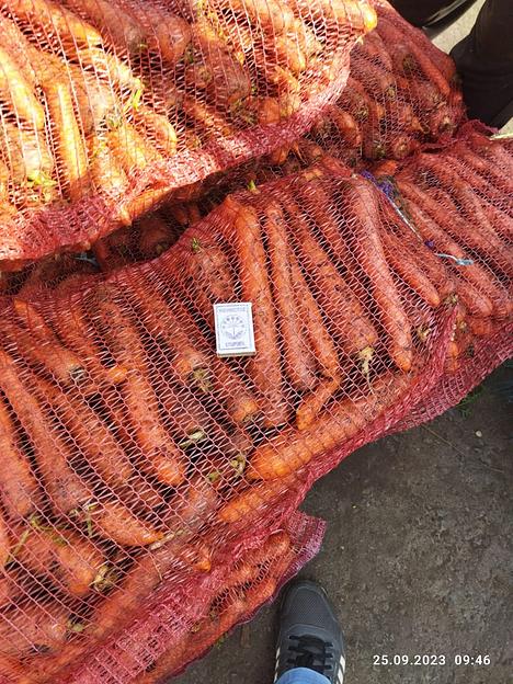 Морковь столовая свежая фото 4