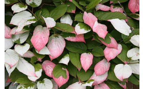 Саженцы плодового дерева - Актинидия «Адам М» фото 1