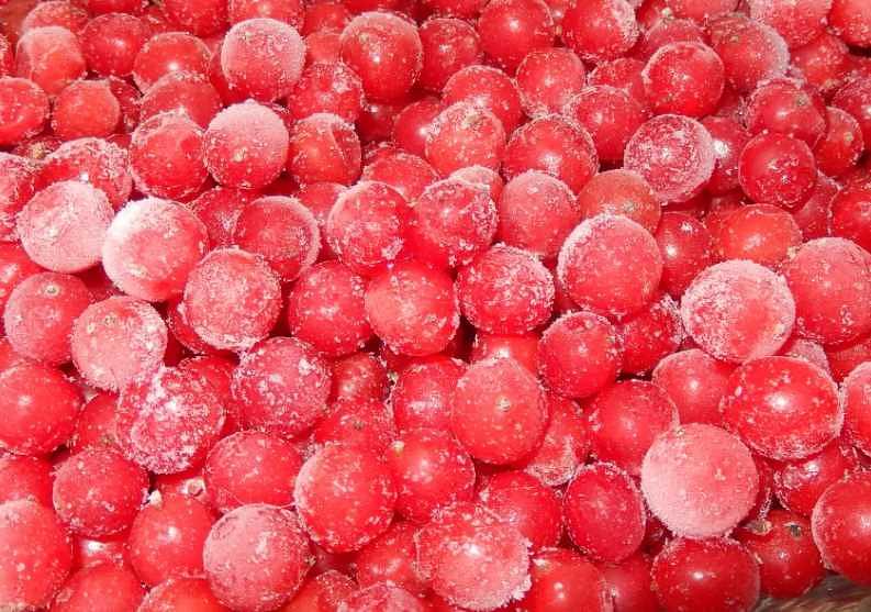 Калина садовая опт фото 1