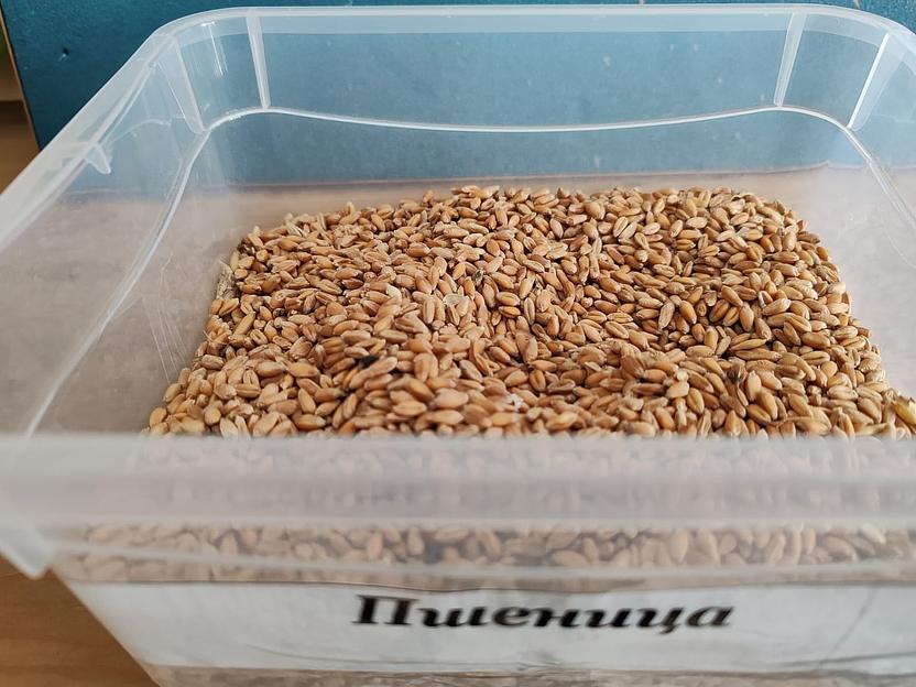 Пшеница кормовая 40 кг, опт фото 1