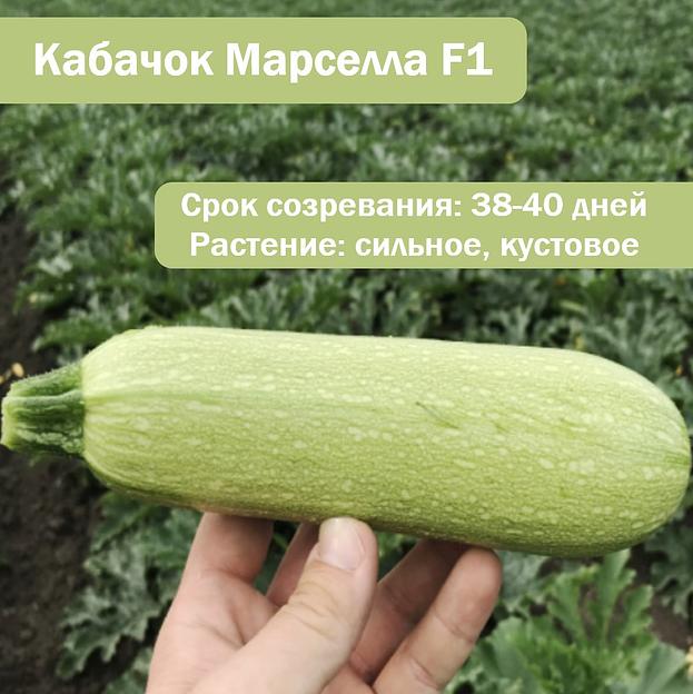 Семена кабачка «Марселла», опт фото 1