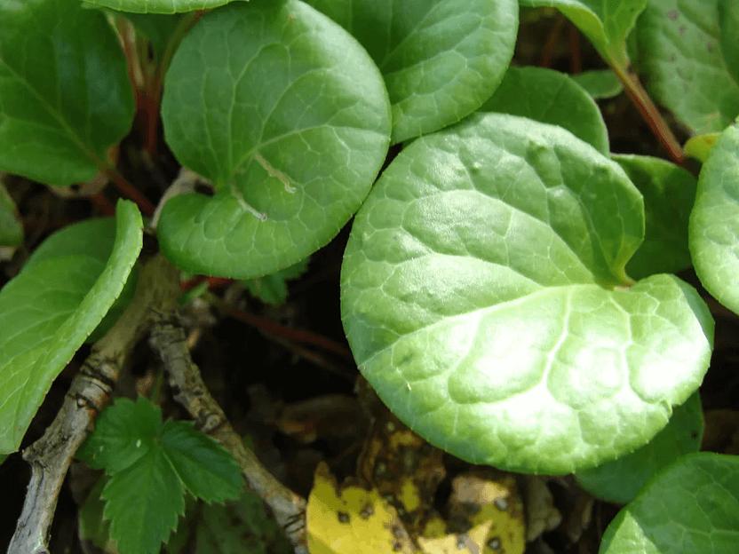 Лист грушанки фото 1