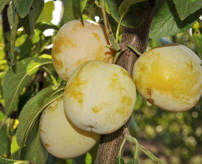 Саженец сливы НФ-00001033 фото 5