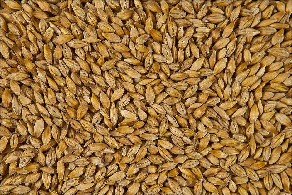 Фуражный ячмень фото 1