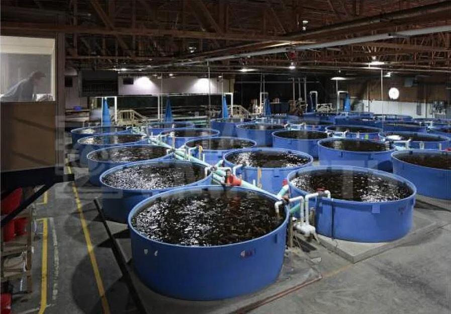 Бассейны для выращивания рыбы фото 2