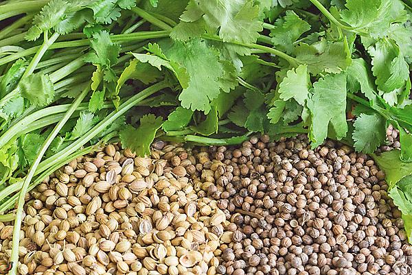 Семена кориандра «АЛЕКСЕЕВСКИЙ 413» фото 1