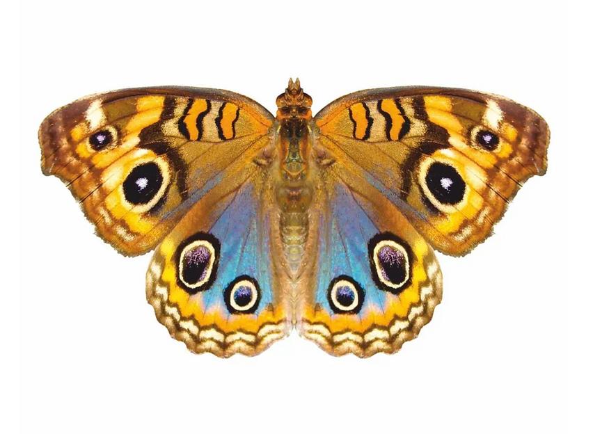 Деревянные пазлы «Юнония» L 49×27 см 274 детали фото 1