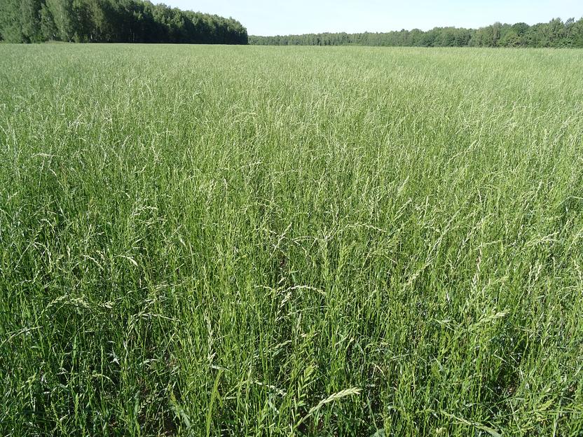 Семена кормовой травосмеси Barenbrug «ГринСпирит Биф Фаст» ОПТ фото 2