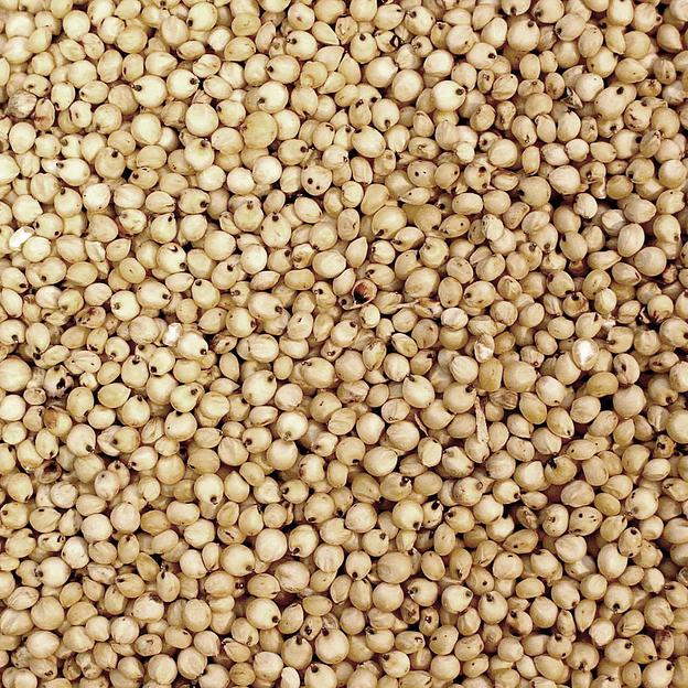 Посевные семена Сорго белое сорт Самурай РС1 фото 1