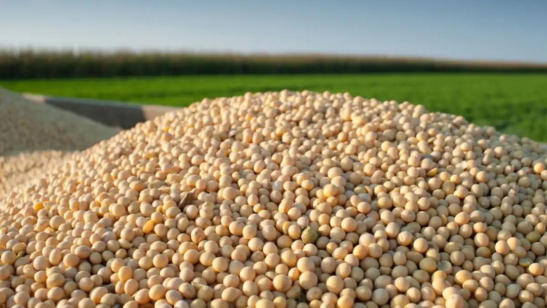 Семена сои для посева фото 1