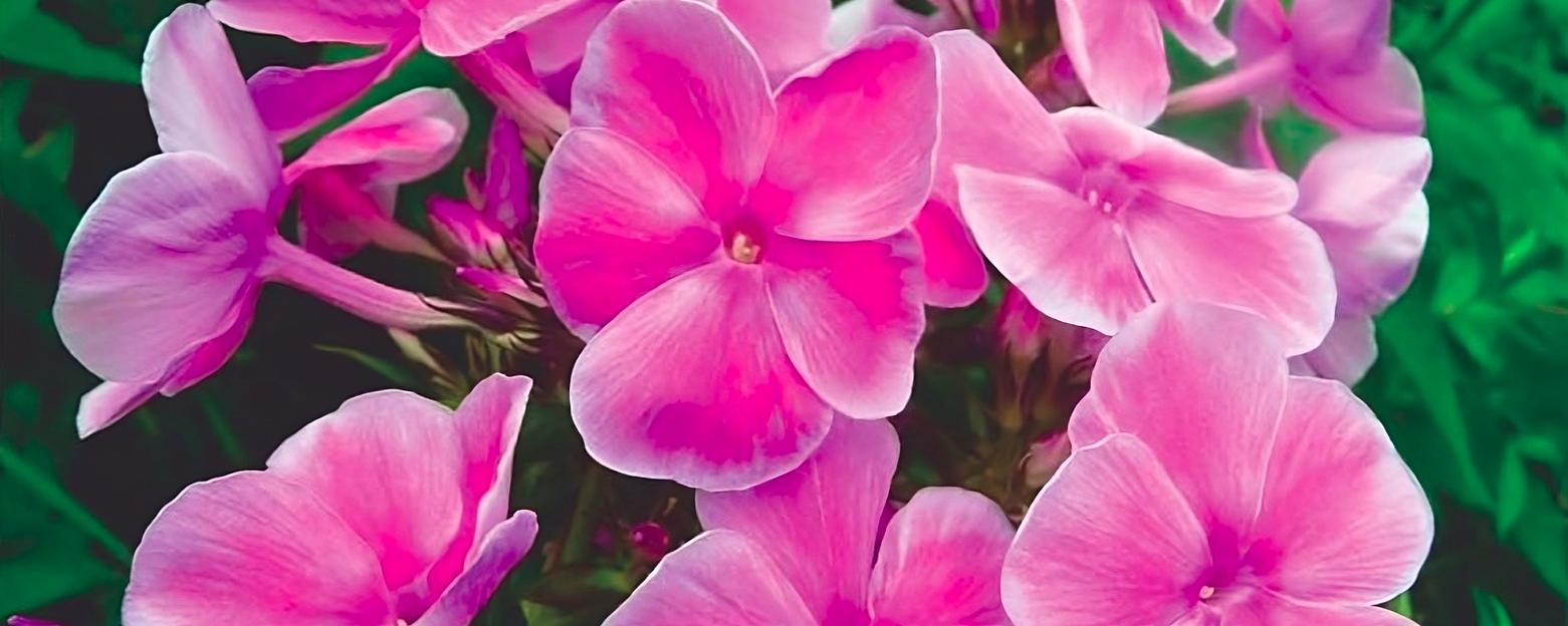 Флоксы «Красотка» опт фото 1