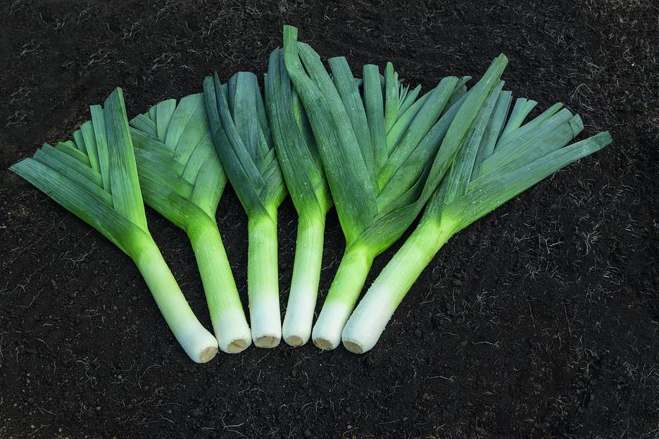 Семена лук-порей Коламбус Bejo Zaden 10 000 семян ОПТ фото 1