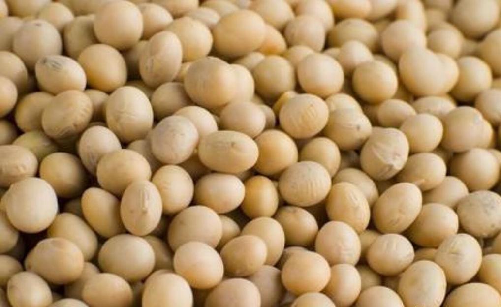 Семена сои сорт «Олимпия» фото 1