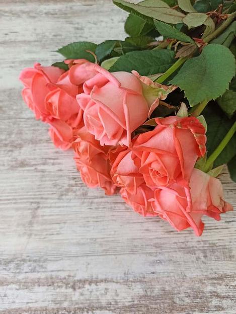 Розы сорта Жиардина ОПТ фото 3