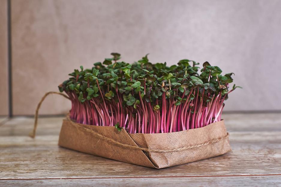 Микрозелень редис Red coral ОПТ фото 2