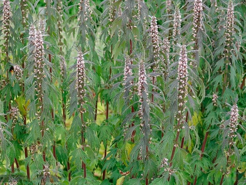 Семена пустырника опт фото 1