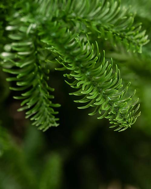 Ель литая зеленая «Поэма» опт фото 7