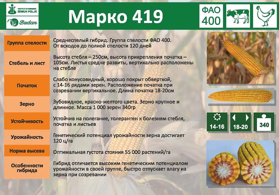 Семена кукурузы «Марко 419» опт фото 2