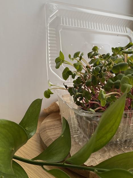 Одноразовый пластиковый контейнер ПК-102 ОПТ фото 3