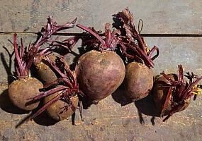 Свёкла на переработку 2 сорт фото 1