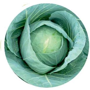 Семена б/к капусты Бухарест F1 Seminis 2500 семян ОПТ фото 1