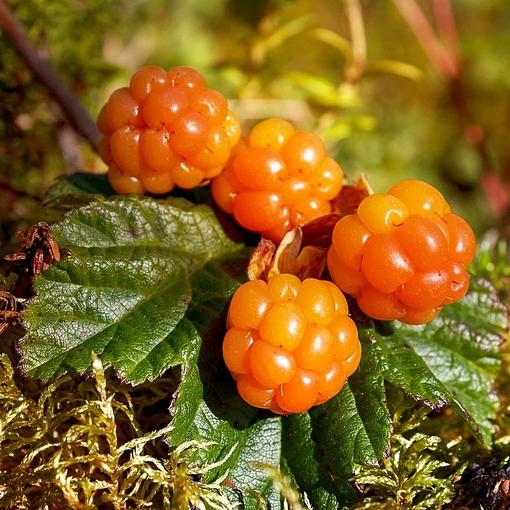 Соус морошка опт фото 2