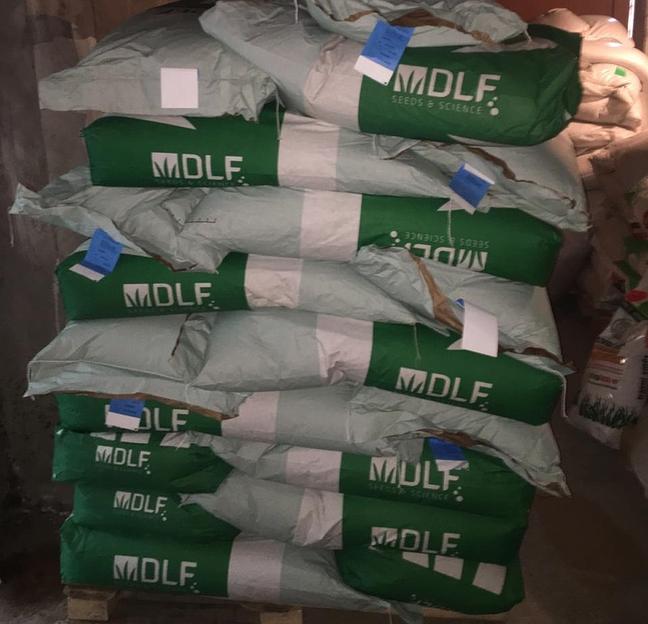 Газонные семена Мятлик луговой ОПТ фото 1