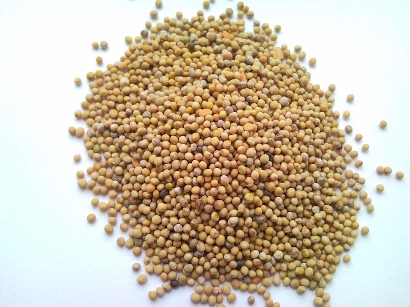 Семена белой горчицы опт фото 1