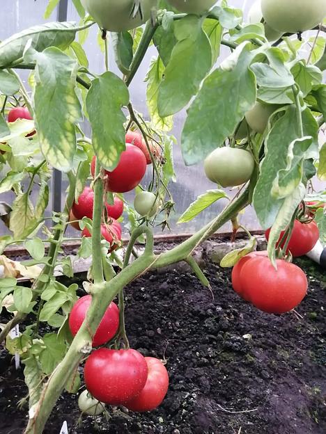 Семена посевные Томат «Милуша F1» ОПТ фото 3