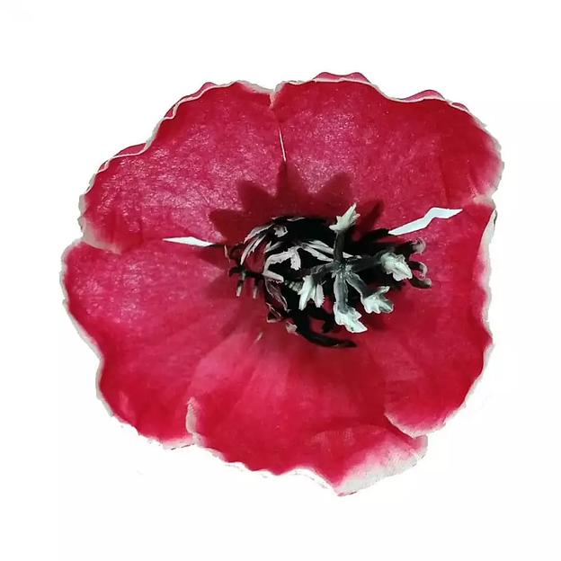 Головка георгина Гедре 1сл 9см 436-257-188 1/28 фото 2