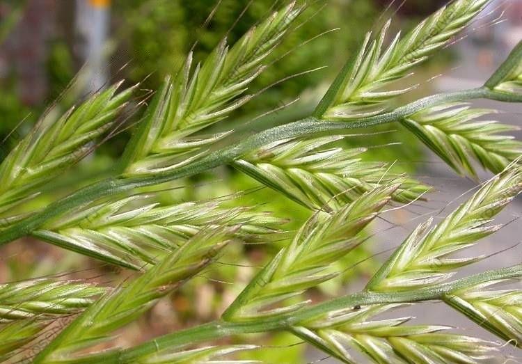 Семена райграса однолетнего сорт «Рапид» «Изорский» опт фото 2