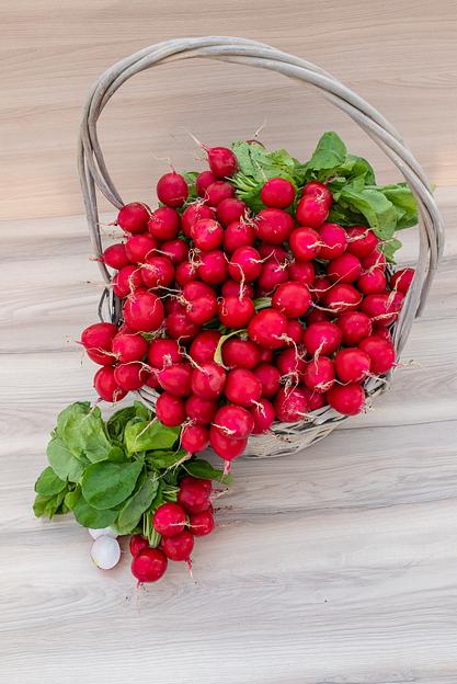 Редис свежий, Самара, опт фото 1