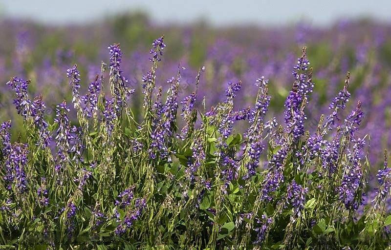 Семена козлятника восточного сорт «Гале Элита» опт фото 1