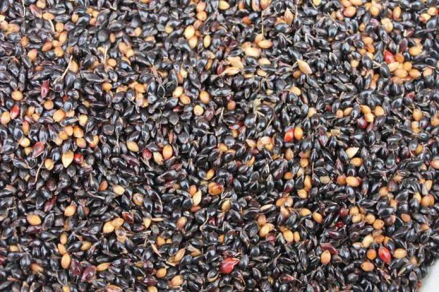 Посевные семена суданской травы (суданки) фото 1