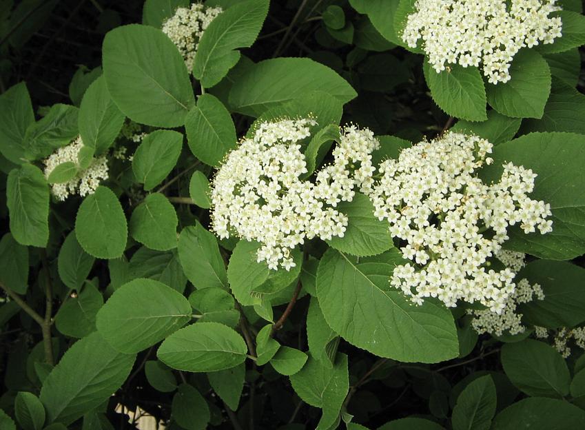 Саженцы кустарника Калина Гордовина фото 1