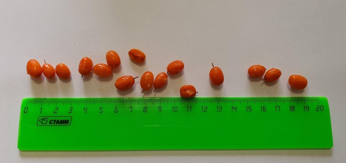 Облепиха садовая электронной очистки замороженная Россия опт фото 4