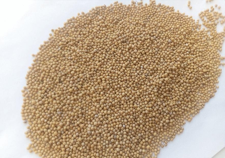 Семена горчицы белой мешок 40 кг опт фото 1