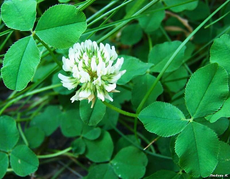 Газонные семена белого клевера ОПТ фото 1