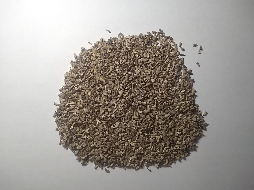 Семена эхинацеи пурпурной опт фото 2