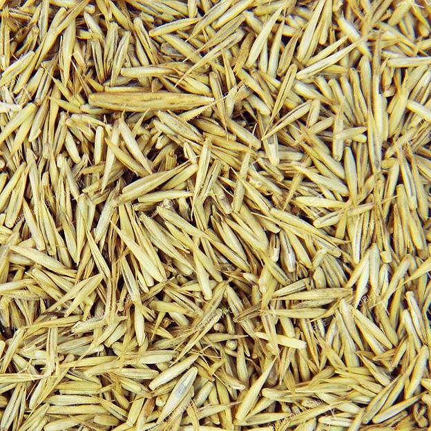 Посевные семена пырея фото 1