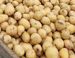 Картофель на переработку фото 1