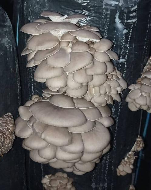 Мицелий гриба, штамм АМ5 фото 1