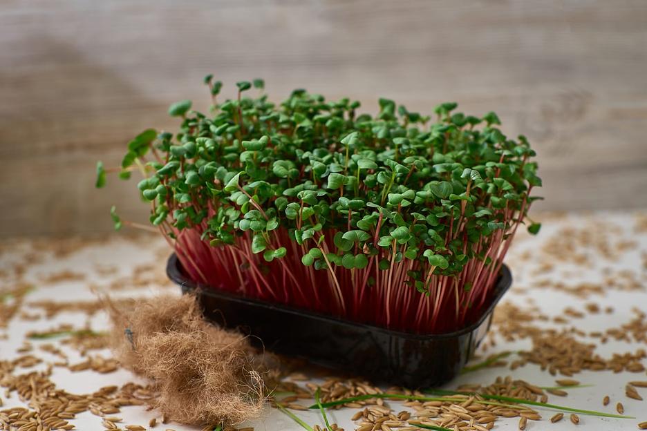 Микрозелень редис Red coral ОПТ фото 4